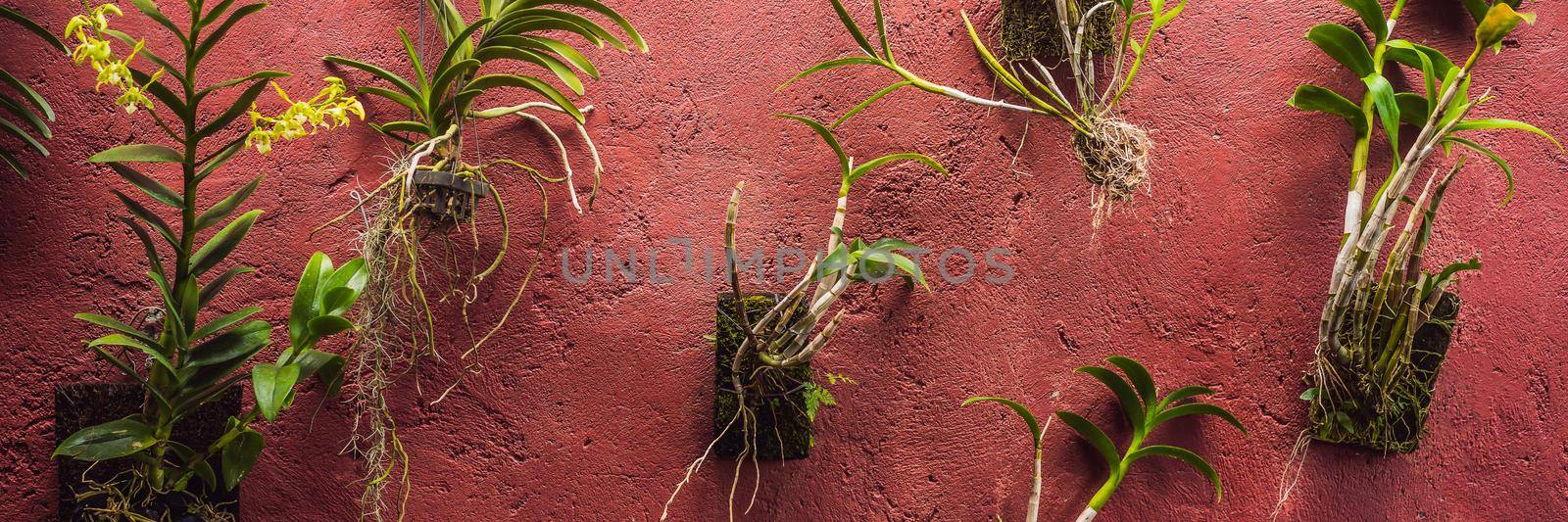 Different plants in pots on a red painted wall BANNER, LONG FORMAT by galitskaya