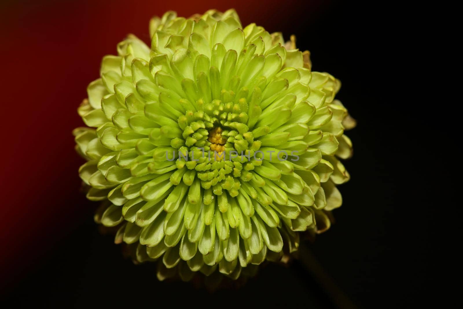 Green flower blossom close up Chrysanthemum indicum family Compositae botanical background high quality big size print home decoration by BakalaeroZz