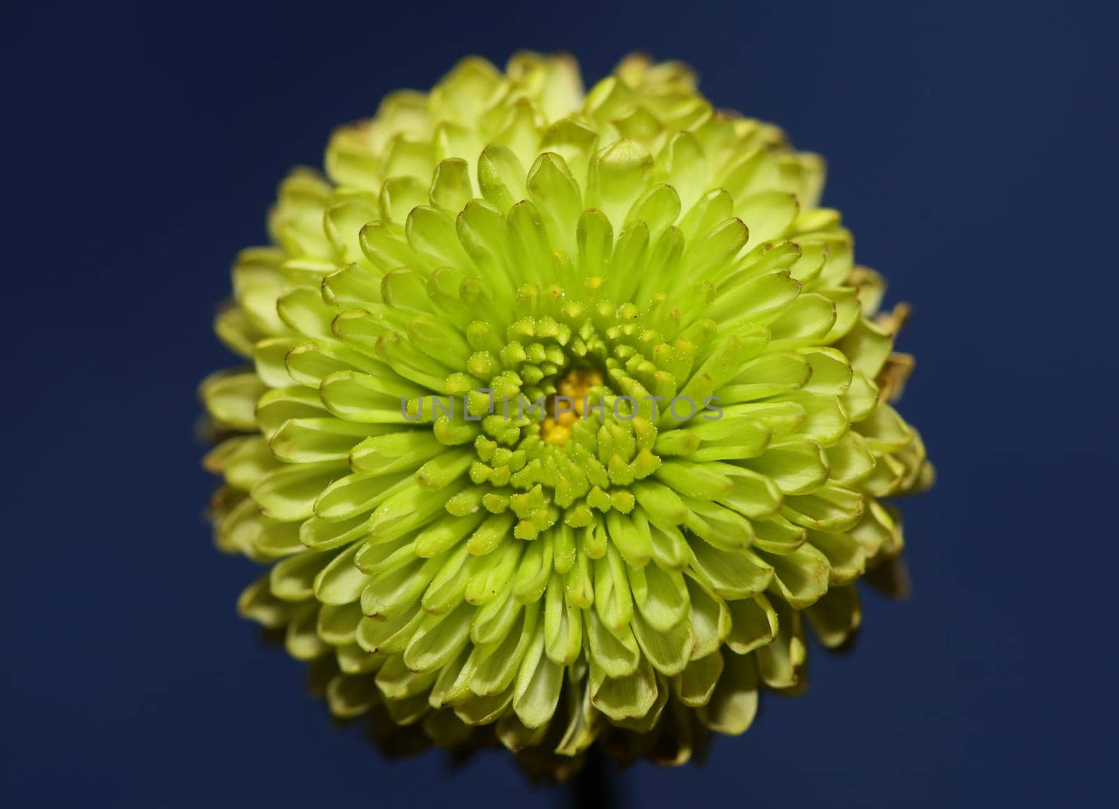 Green flower blossom close up Chrysanthemum indicum family Compositae botanical background high quality big size print home decoration by BakalaeroZz