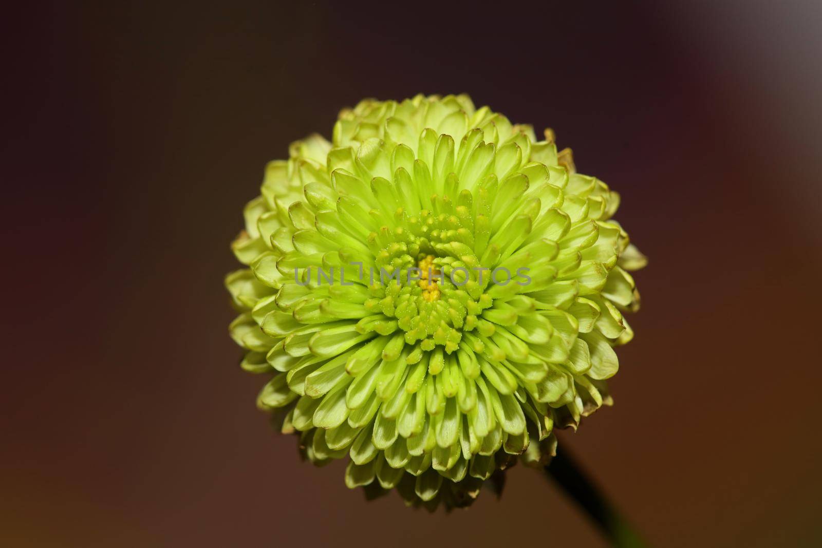 Green flower blossom close up Chrysanthemum indicum family Compositae botanical background high quality big size print home decoration by BakalaeroZz