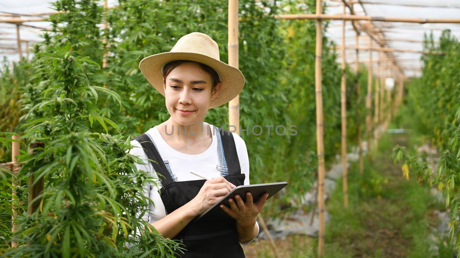 Asian woman smart farmer using digital tablet and checking cannabis plantation in greenhouse. Alternative herbal medicine, hemp industry concept.