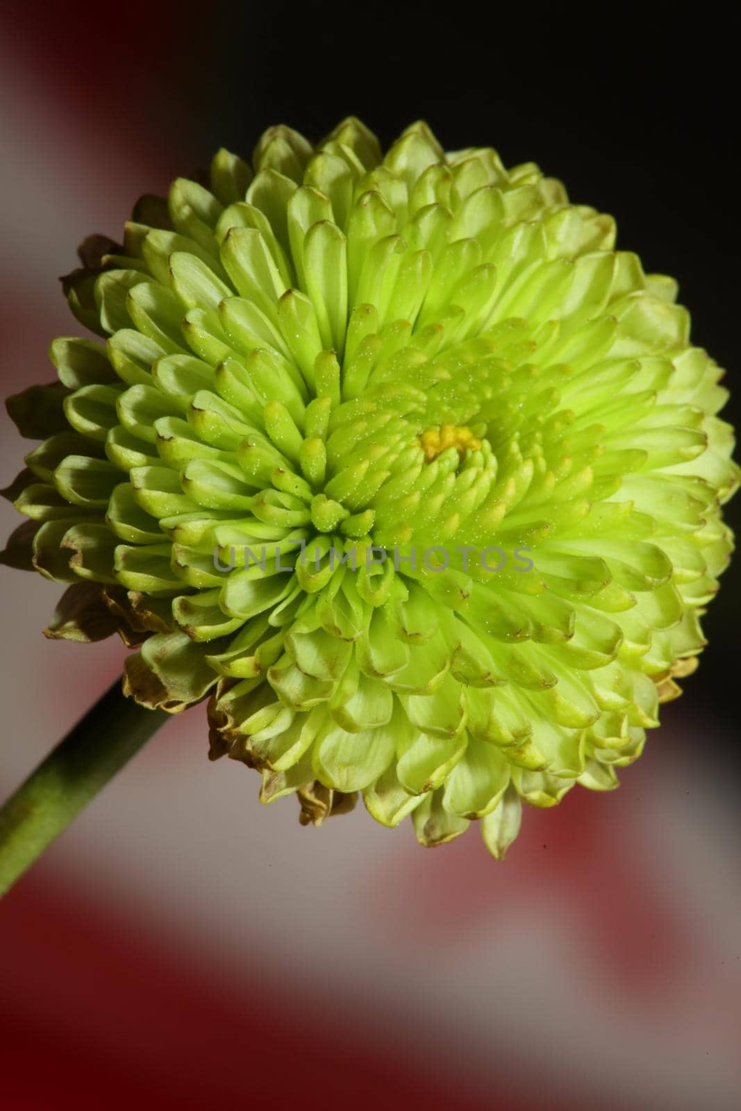 Green flower blossom close up Chrysanthemum indicum family Compositae botanical background high quality big size print home decoration by BakalaeroZz