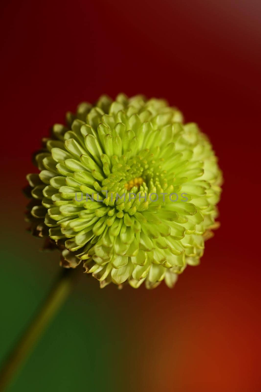 Green flower blossom close up Chrysanthemum indicum family Compositae botanical background high quality big size prints home decoration