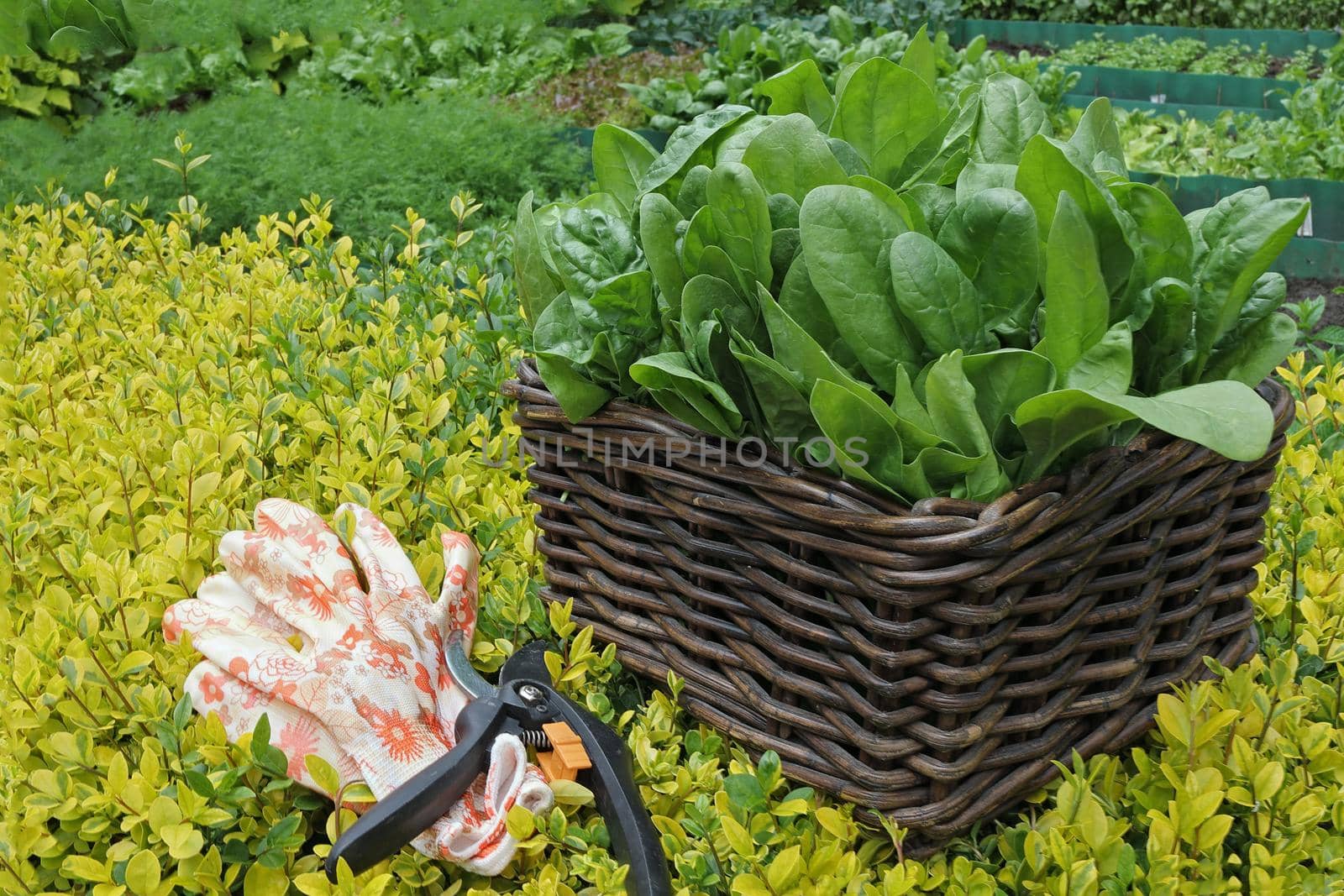 Green juicy fresh raw spinach in a wicker basket in the vegetable garden on a background of greenery. secateurs and gardening gloves lie next to the basket. Gardening concept. Organic superfood. Nutrition and treatment. Vitamins and minerals. Vegan food.