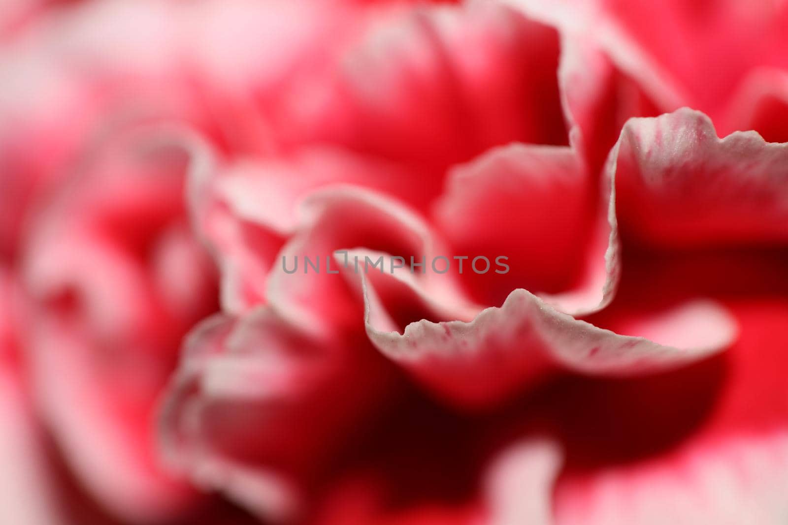 Red flower blossoms close up dianthus caryophyllus family caryophyllaceae botanical background modern high quality big size prints