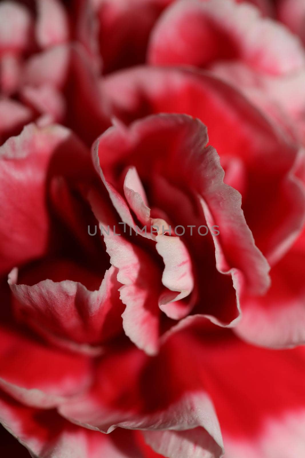 Red flower blossoms close up dianthus caryophyllus family caryophyllaceae botanical background modern high quality big size prints