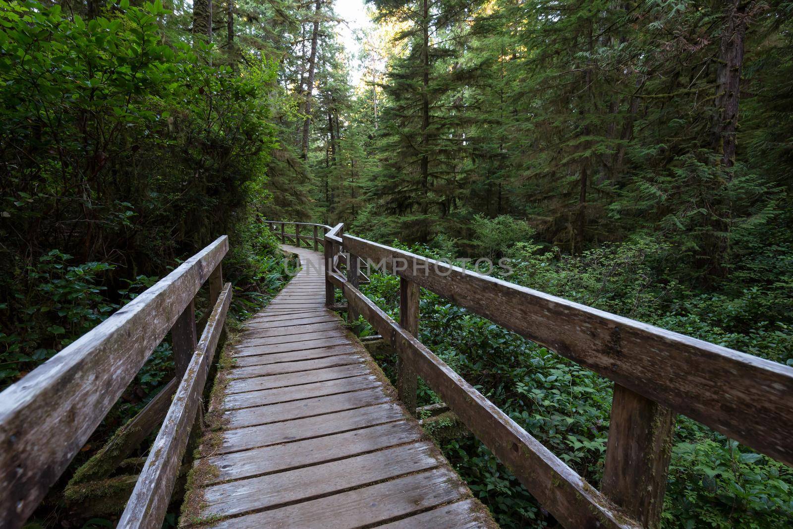 Beautiful wooden path thru the vibrant and green rain forest located near Tofino in Vancouver Island, British Columbia, Canada.