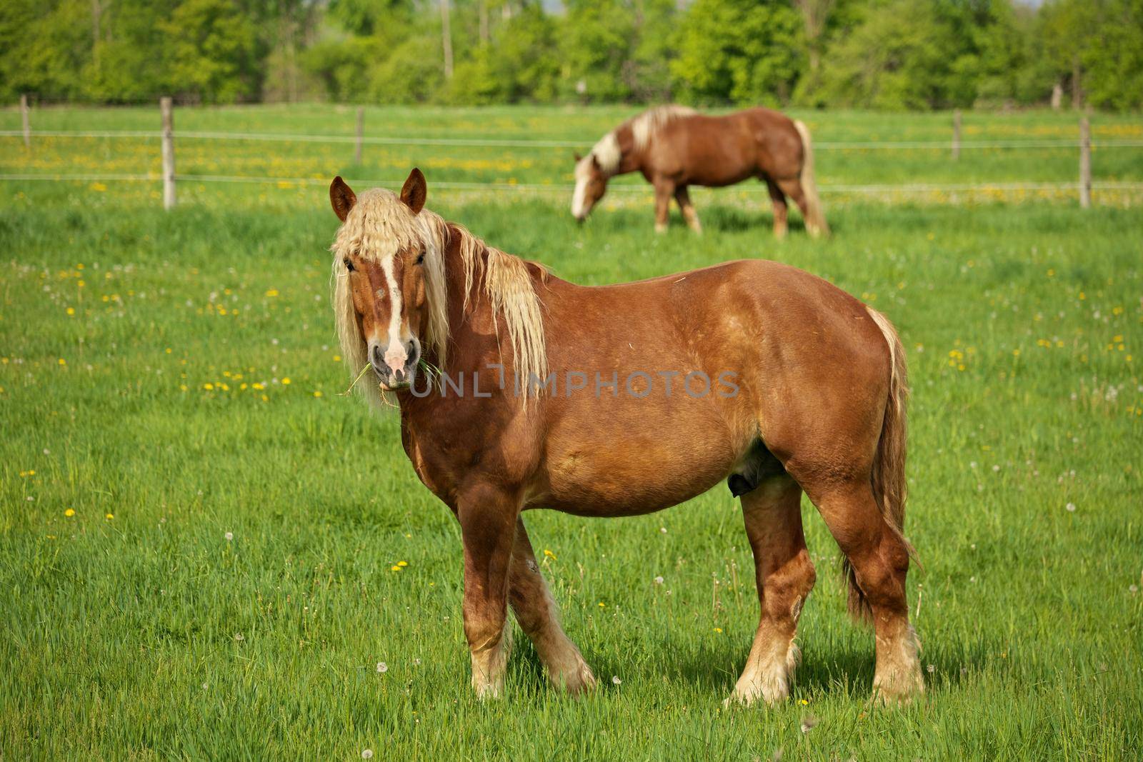 A Happy Male Flaxen Chestnut Horse Stallion Colt with Mouthful of Grass Hay Humorously and with Curiosity Looks Towards Camera While Grazing in Pasture. High quality photo