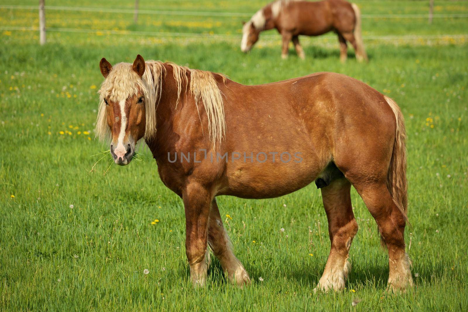 A Male Flaxen Chestnut Horse Stallion Colt Looks Up Towards Camera While Grazing in Pasture by markvandam