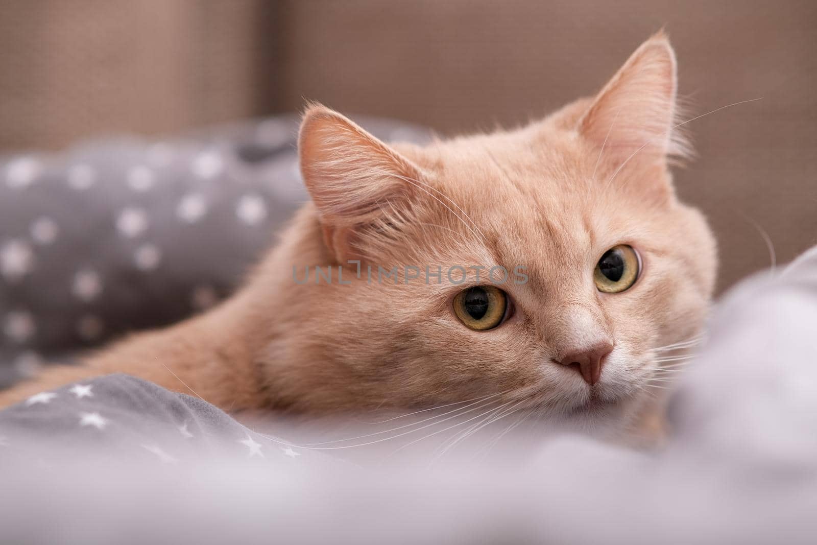 Fluffy ginger cat on a gray bedspread. by N_Design