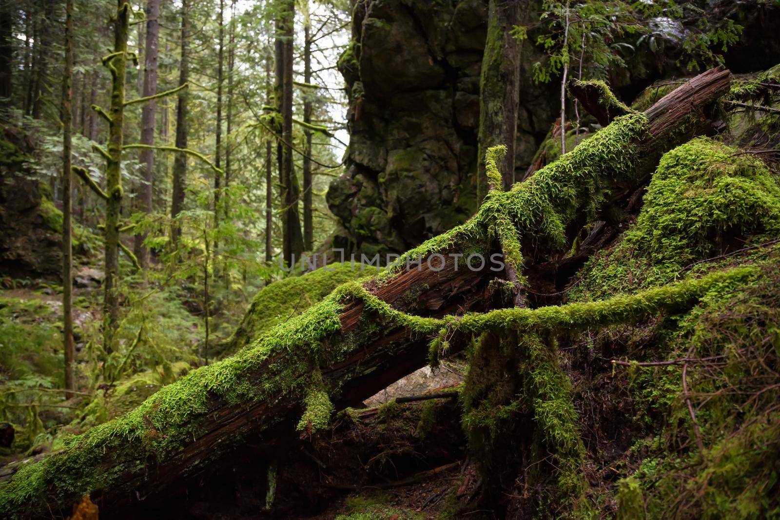 Beautiful forest scenery in Lynn Valley Canyon. Taken in North Vancouver, British Columbia, Canada.