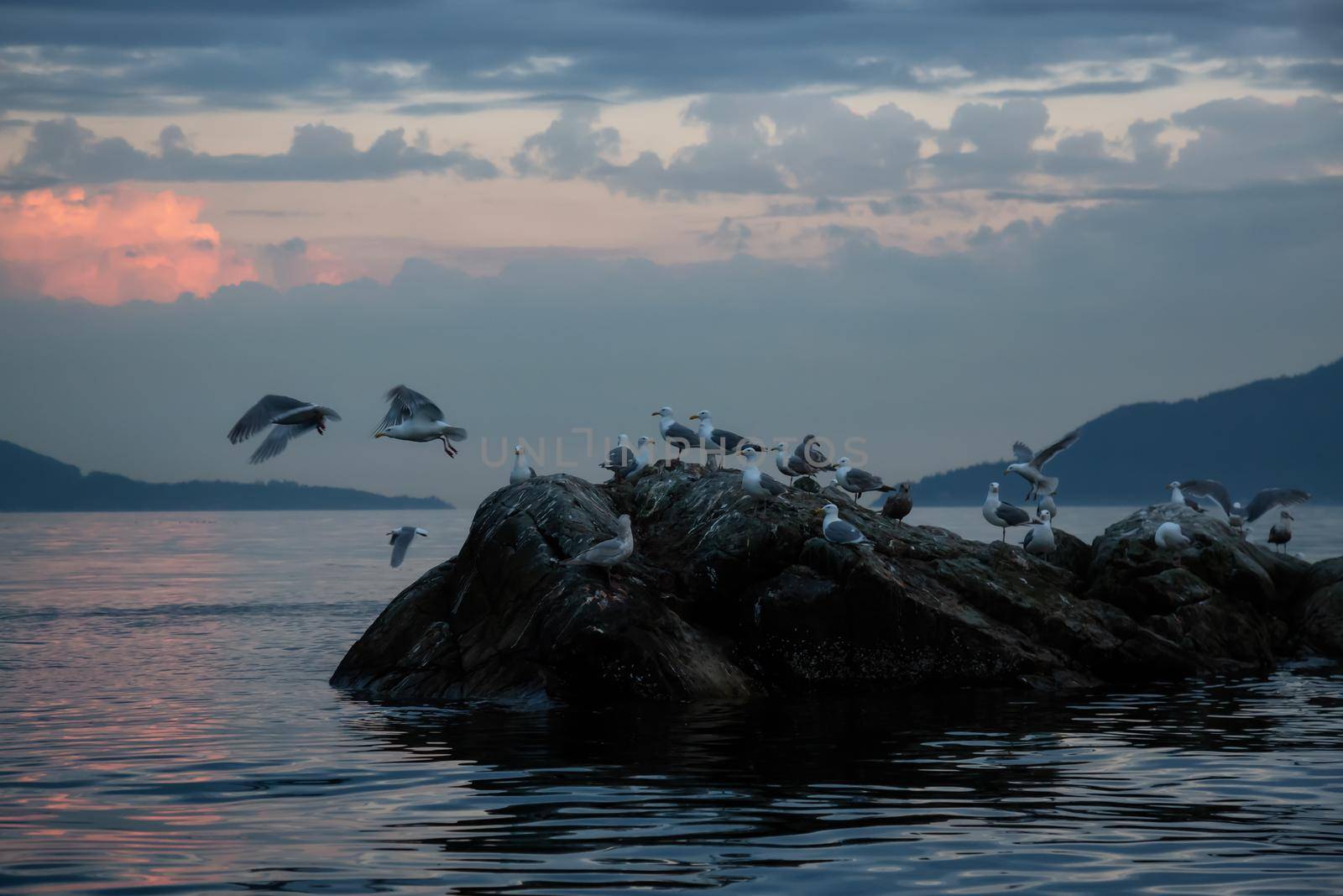 Flock of seagull on a rocky island during a vibrant sunset. Taken in Howe Sound, North of Vancouver, British Columbia, Canada.