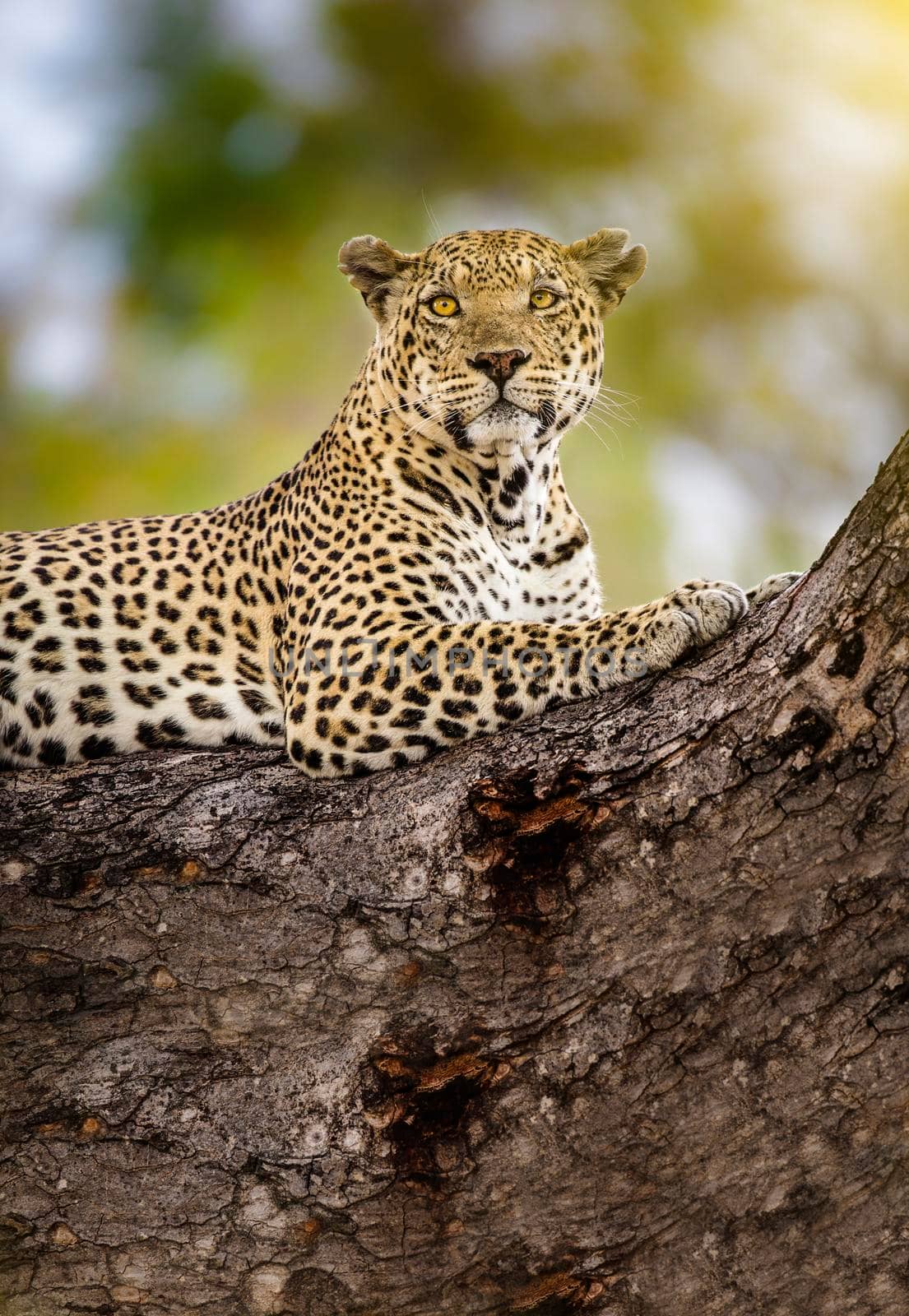 A cheetah in the branches of a tree, Cheetah in the tree in Serengeti, Tanzania