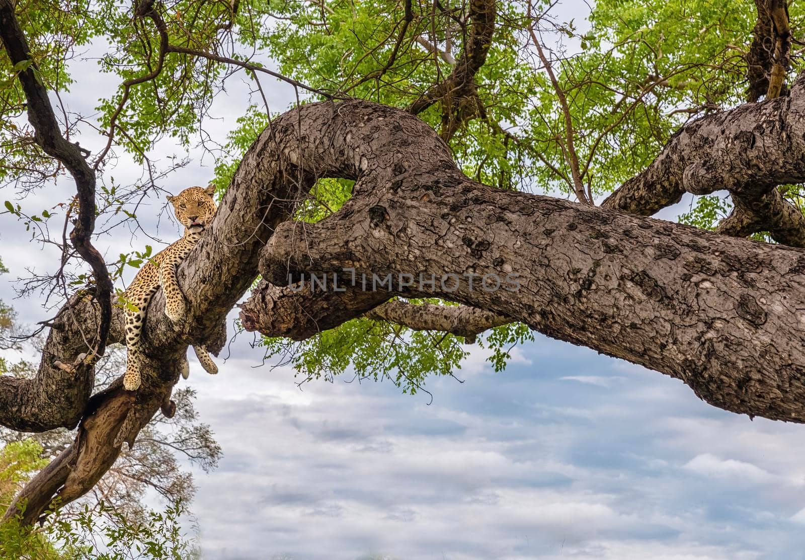 A cheetah in the branches of a tree, Cheetah in the tree in Serengeti, Tanzania by isaiphoto