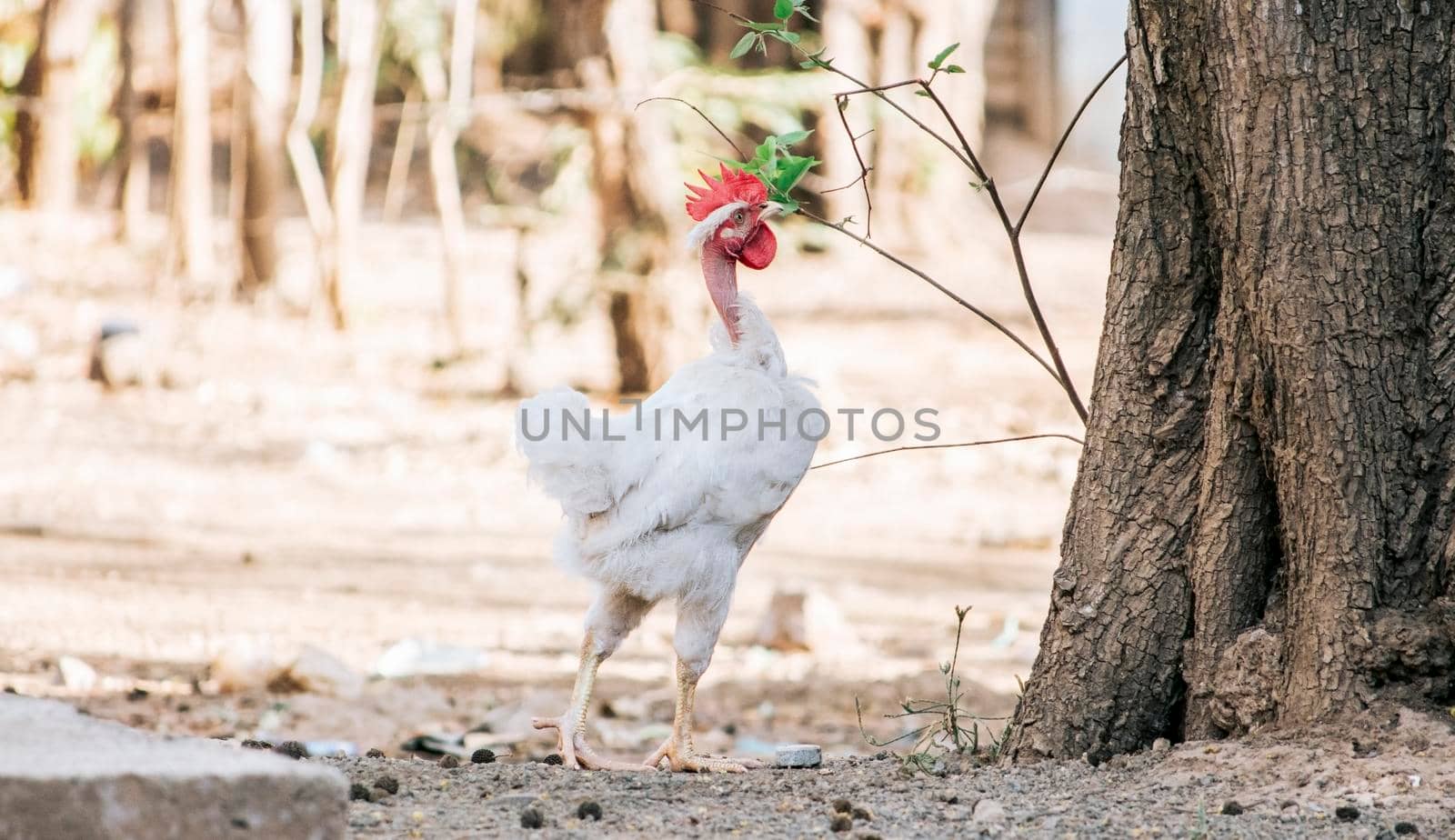 Beautiful rooster eating in the yard, a farm rooster eating in the yard, close up of a breed rooster in a yard