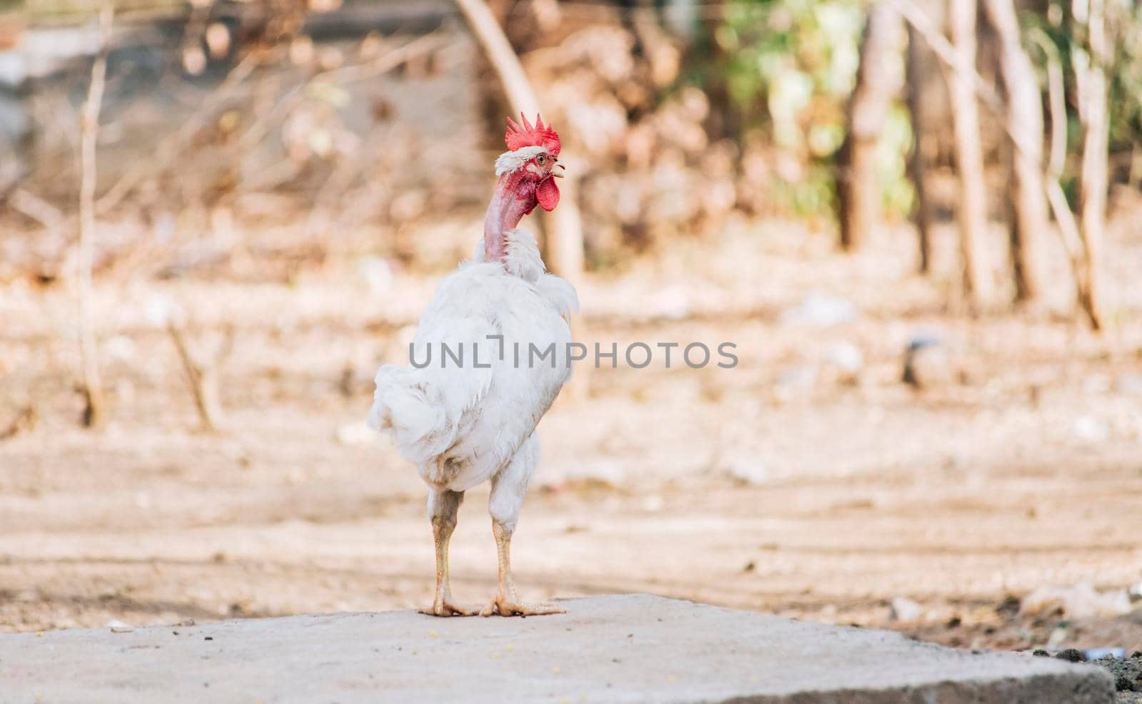 Beautiful breed rooster in the yard, a farm rooster in the yard, close up of a breed rooster in a yard