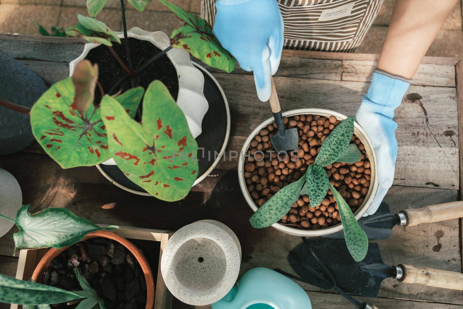 Woman gardeners transplanting plant in ceramic pots on the design wooden table. Concept of home garden. Spring time. Stylish interior with a lot of plants. Taking care of home plants. Template.