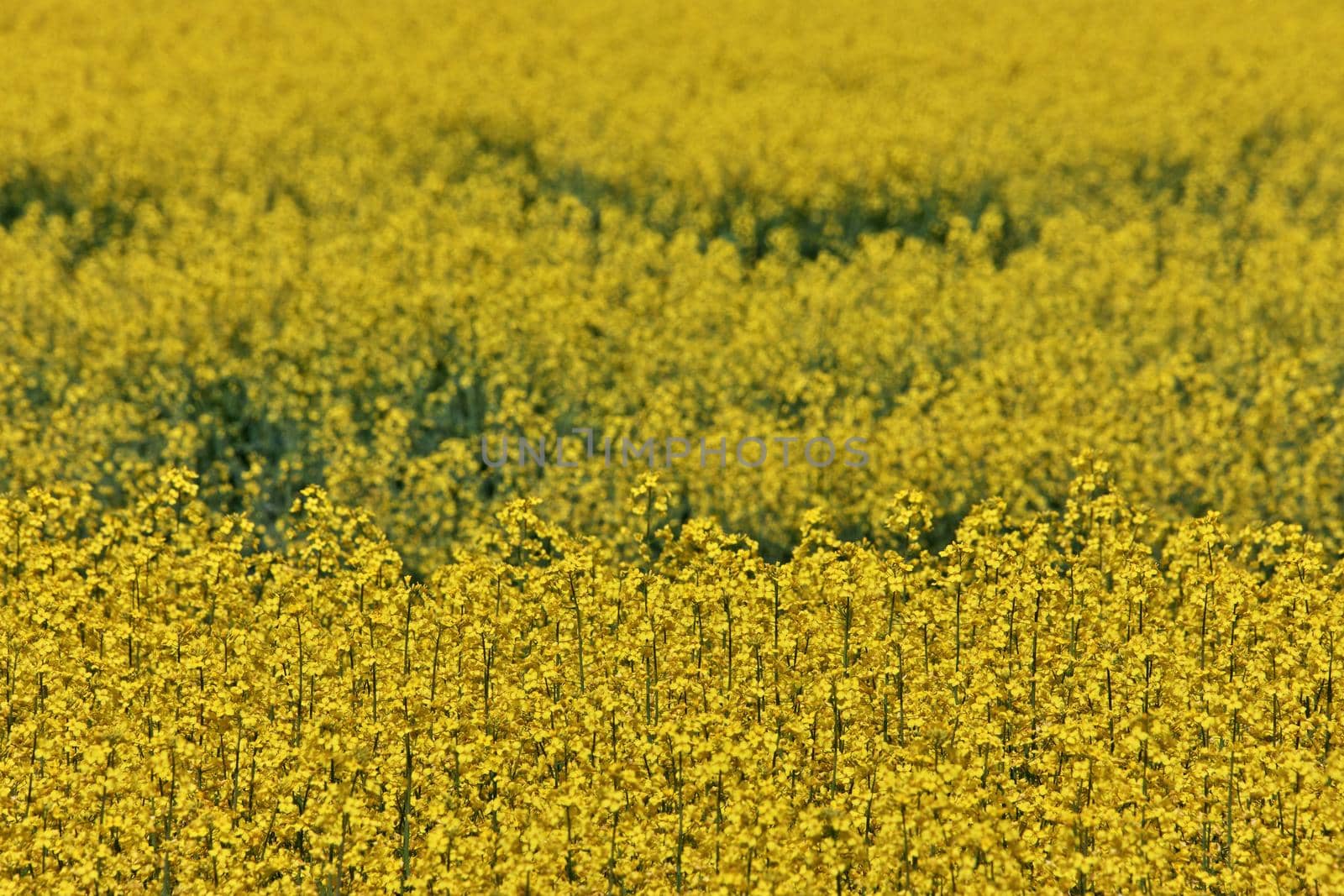 Full Frame Close up of Yellow Canola Flowers in a Farm Field on a Breezy and Sunny Day. High quality photo.
