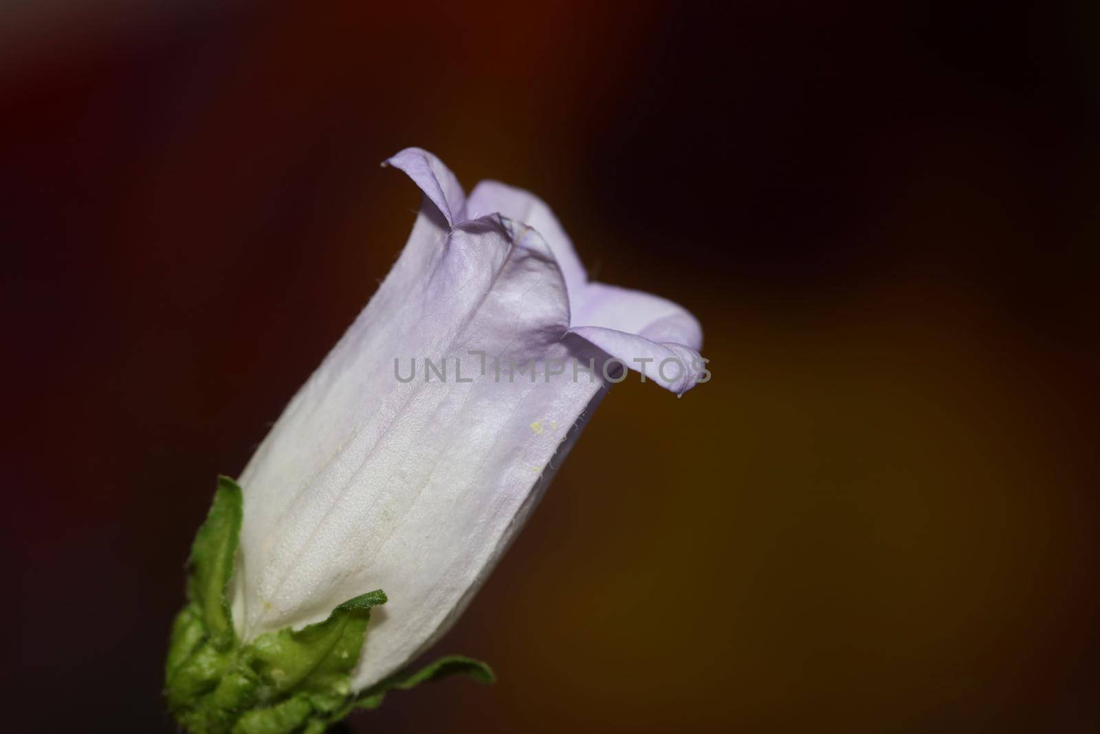 Flower blossom close up Campanula medium family campanulaceae high quality big size prints shop wall posters home decor natural plants by BakalaeroZz