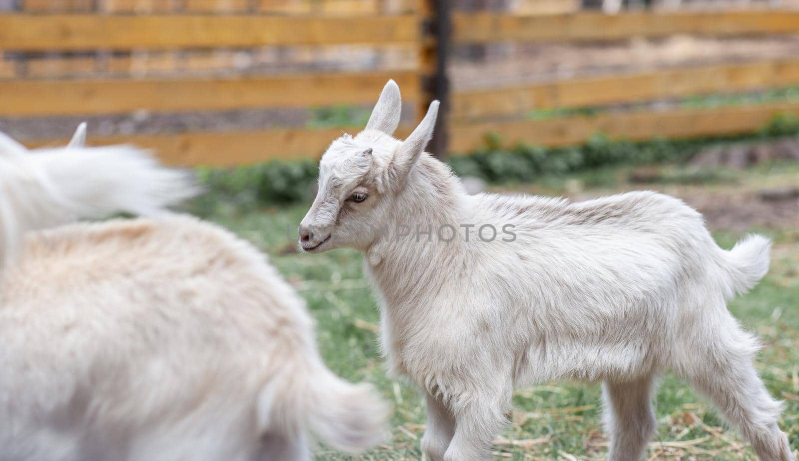 Two white little goats play with each other on the farm. Breeding goats and sheep. Housekeeping. Cute with funny.