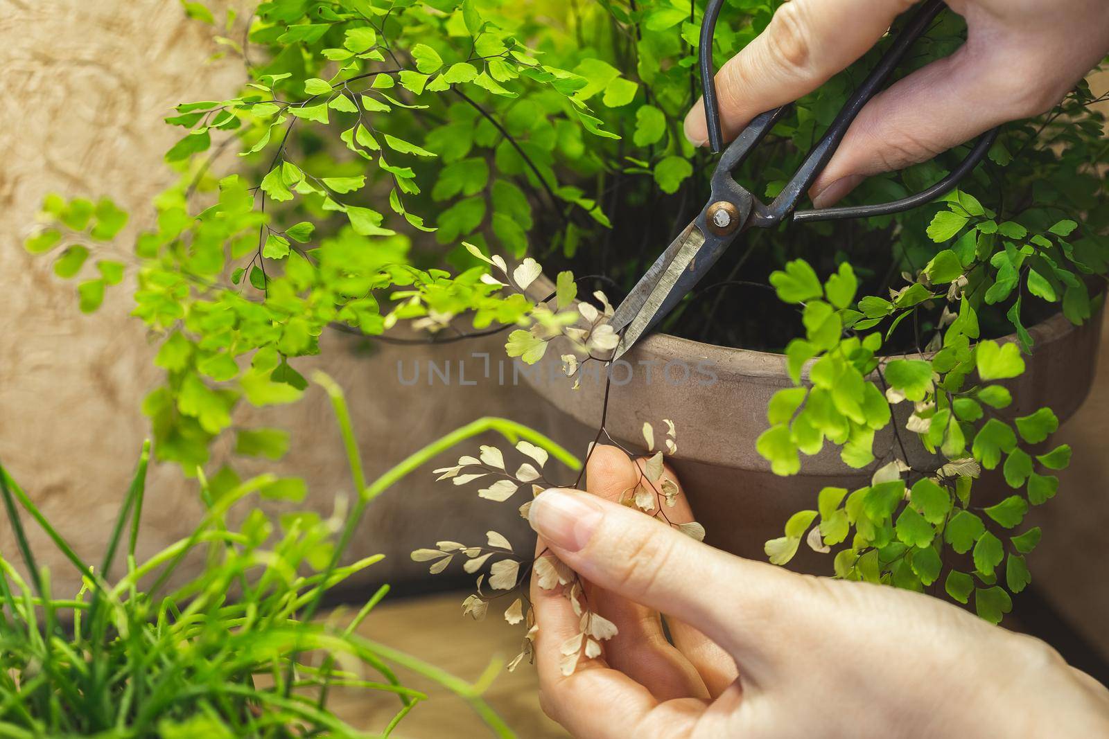 Trimming dry yellow leaves fronds of Adiantum fern potted plant. Plant care concept 