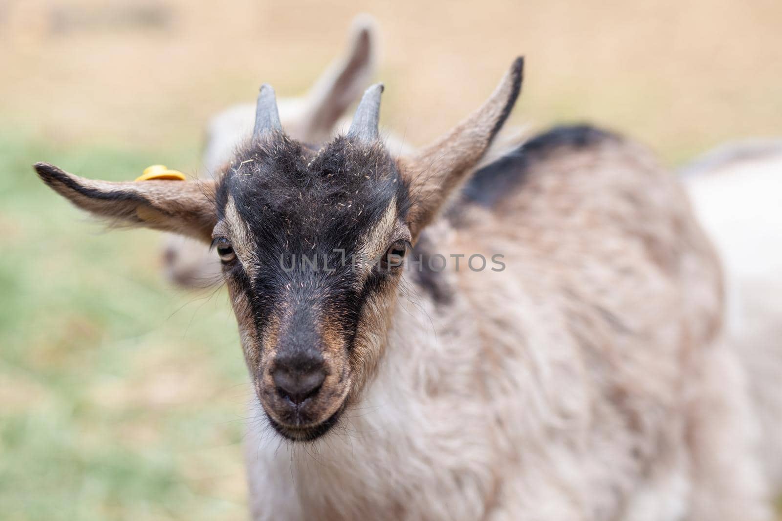 Close-up of the head of a horned goat on a farm. Breeding goats and sheep. Housekeeping.