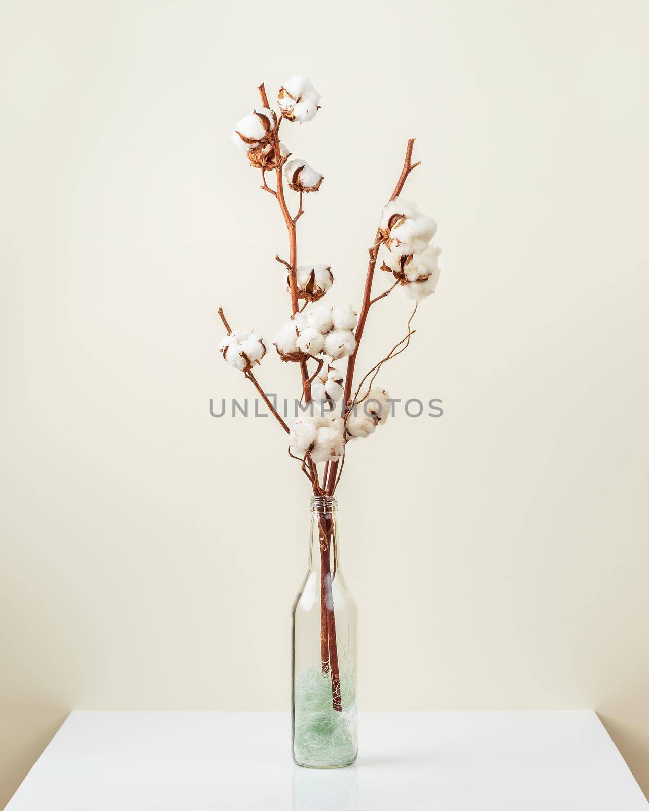 Cotton flower branch bouquet in glass bottle vase on the table over light beige background