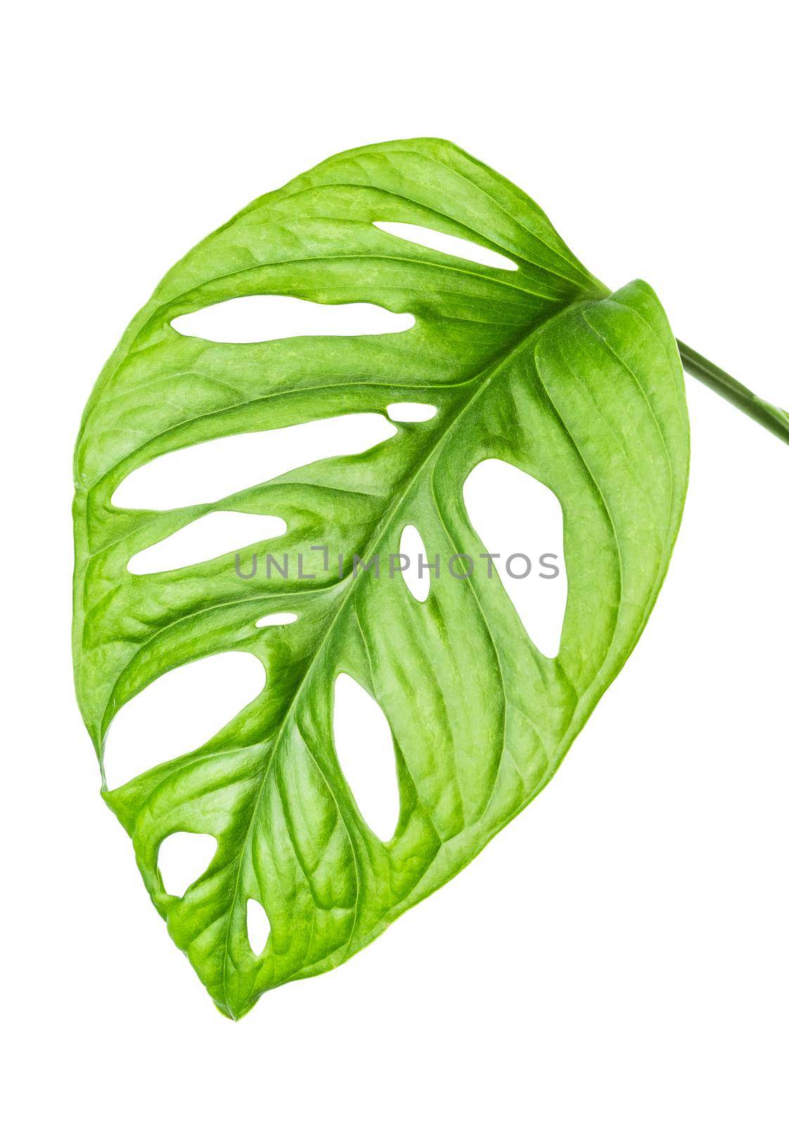 Monstera Adansonii or Monstera Monkey Mask or Swiss Cheese plant leaf isolated on white 