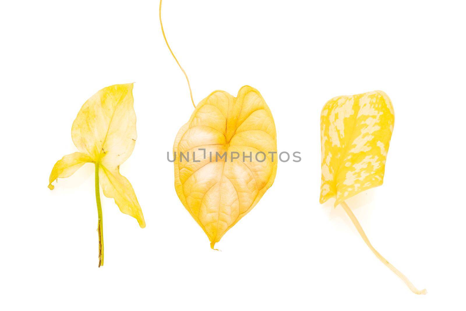 Bunch of yellowed leaves of different house plants by Syvanych