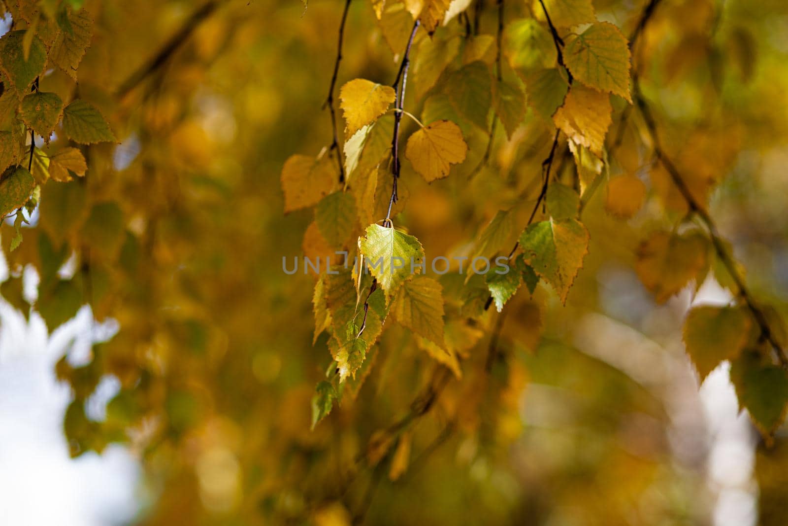 Yellow or dry leaves on tree branches in autumn. Leaves of birch, linden and other trees on the branches. There is an empty space for the text