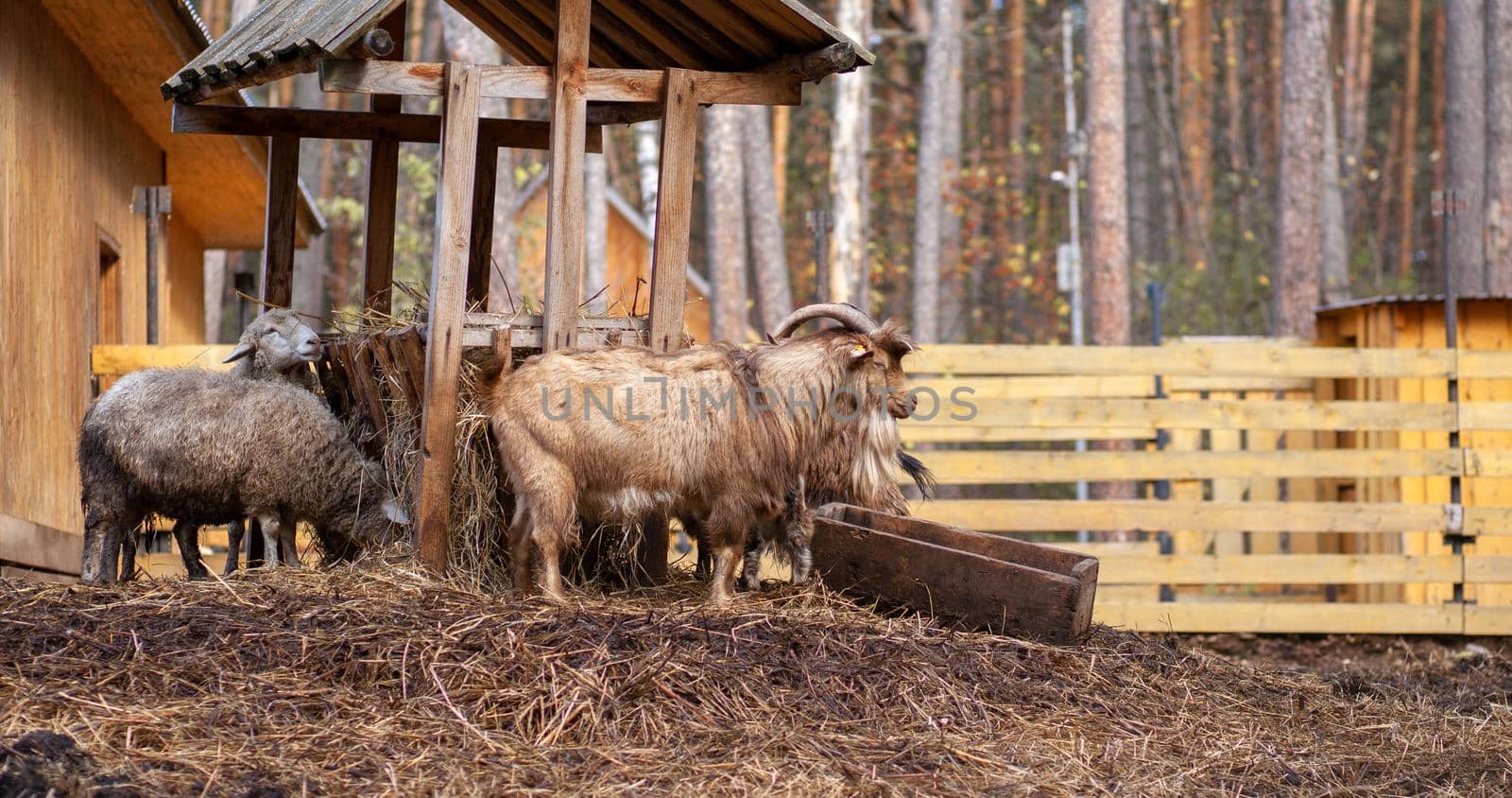 White curly sheep and goats behind a wooden paddock in the countryside. Animals sheep and goats eat hay from the feeder. Sheep breeding.Housekeeping.