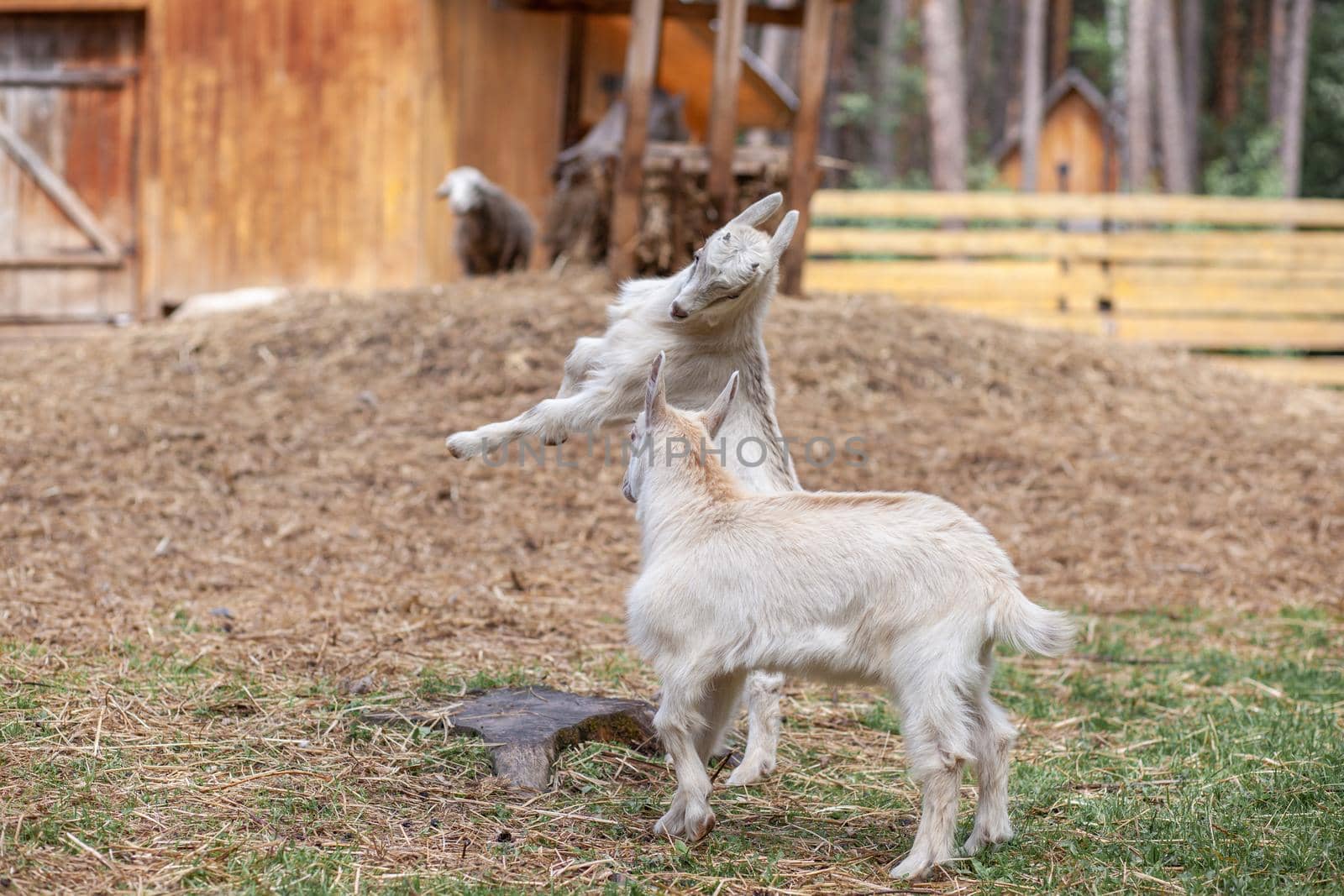 Two white little goats play with each other on the farm. Breeding goats and sheep. Housekeeping. Cute with funny.