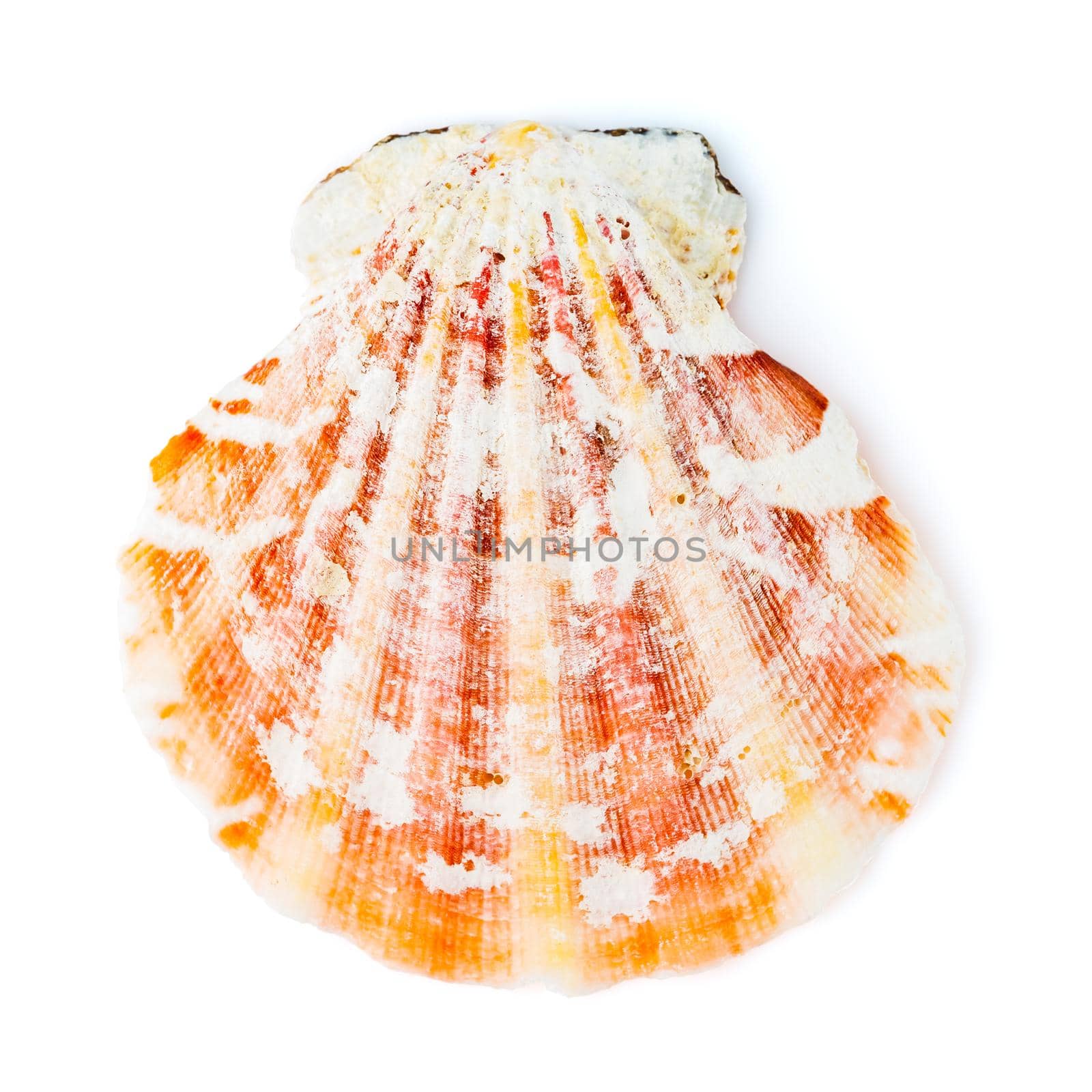 Red cockleshell Sea shell isolated on white by Syvanych