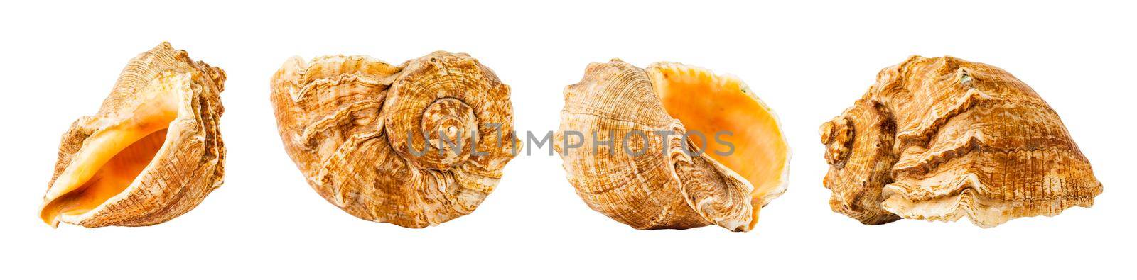 Sea shell from four different angles isolated  by Syvanych