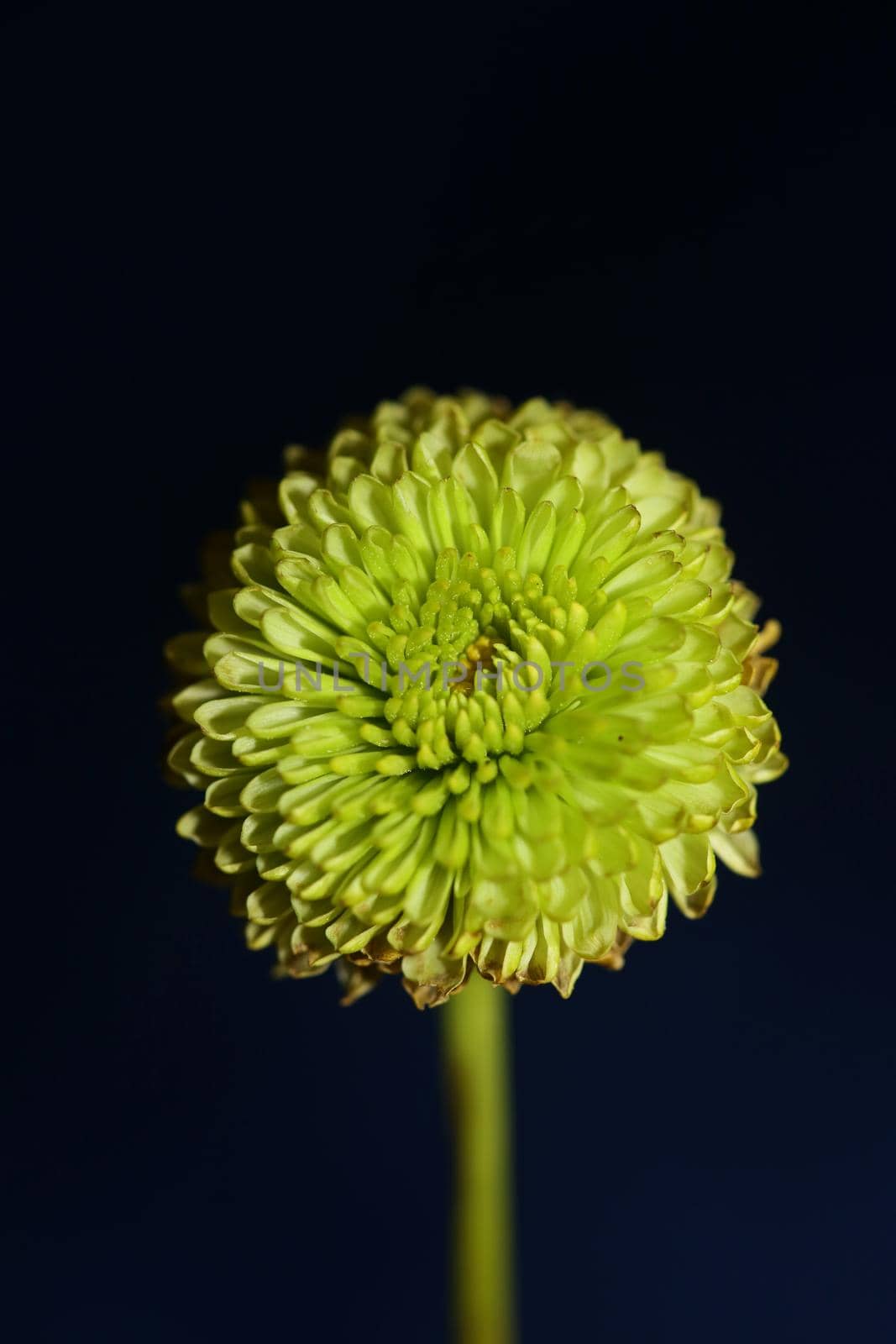 Green flower blossom close up Chrysanthemum indicum family Compositae botanical background high quality big size print home decoration by BakalaeroZz