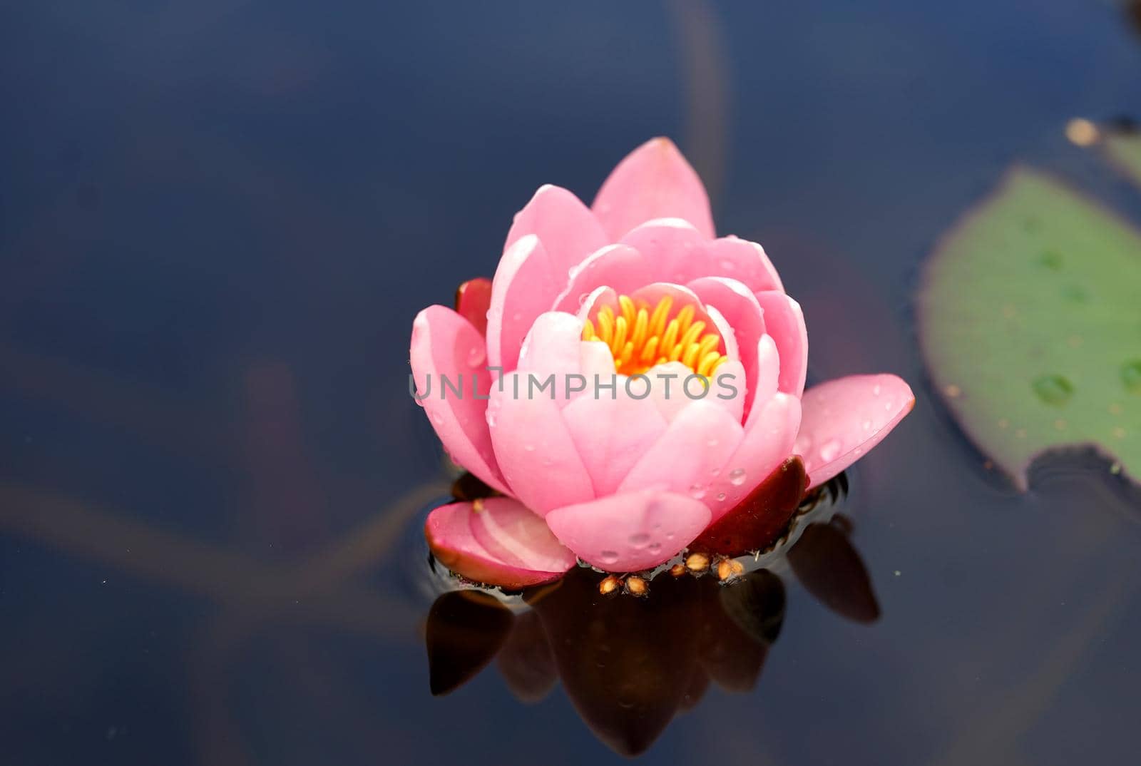 One pink half opened water lily with a yellow heart floating in dark water