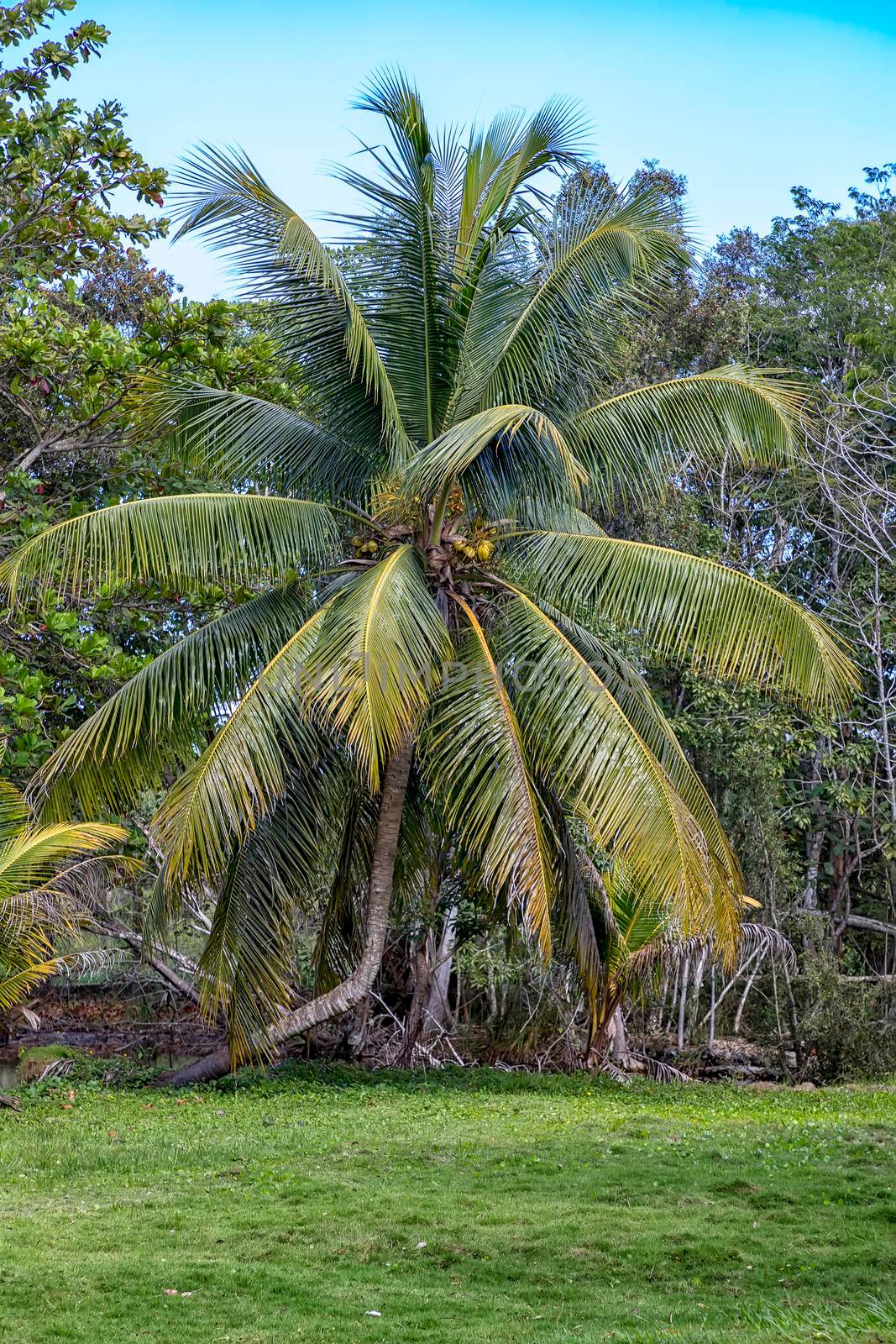 Coconut palm tree at a park in a tropical location. Vertical view