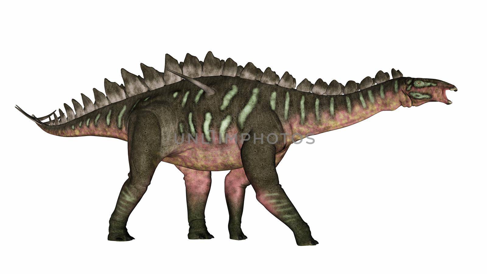 Miragaia dinosaur walking mouth open isolated in white background - 3D render