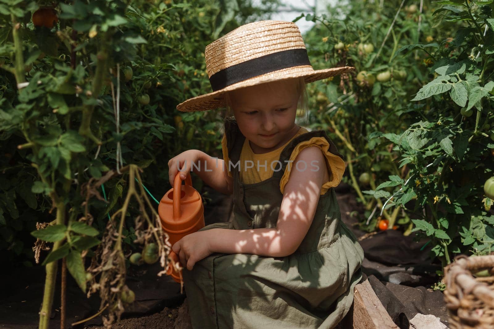 A little girl in a straw hat is picking tomatoes in a greenhouse. Harvest concept. Watering plants with water, caring for tomatoes.