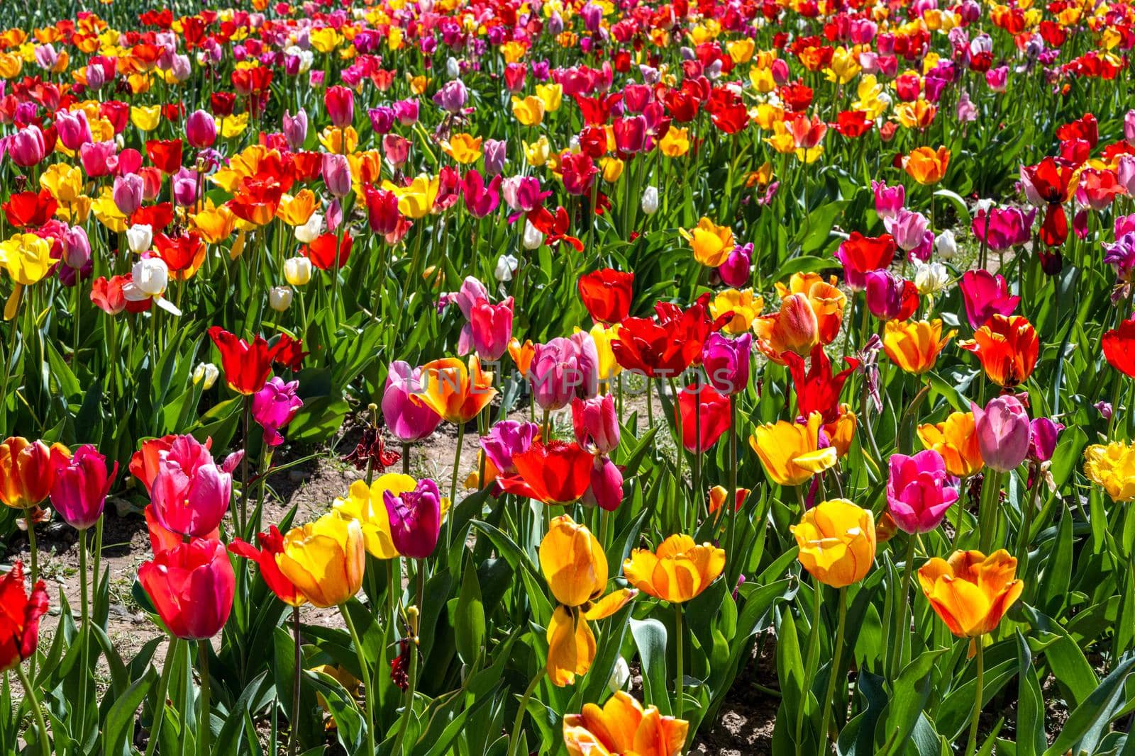 A field full of colorful blooming tulip flowers