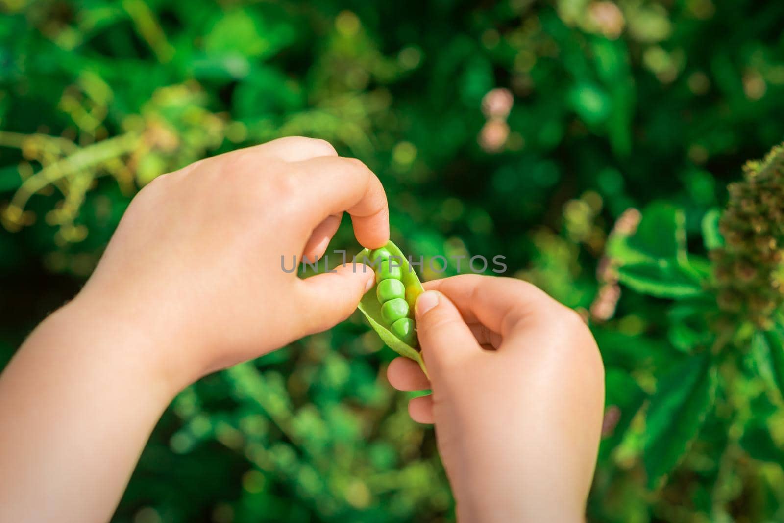 Close up of fresh open pod of green peas in the hands of a child.