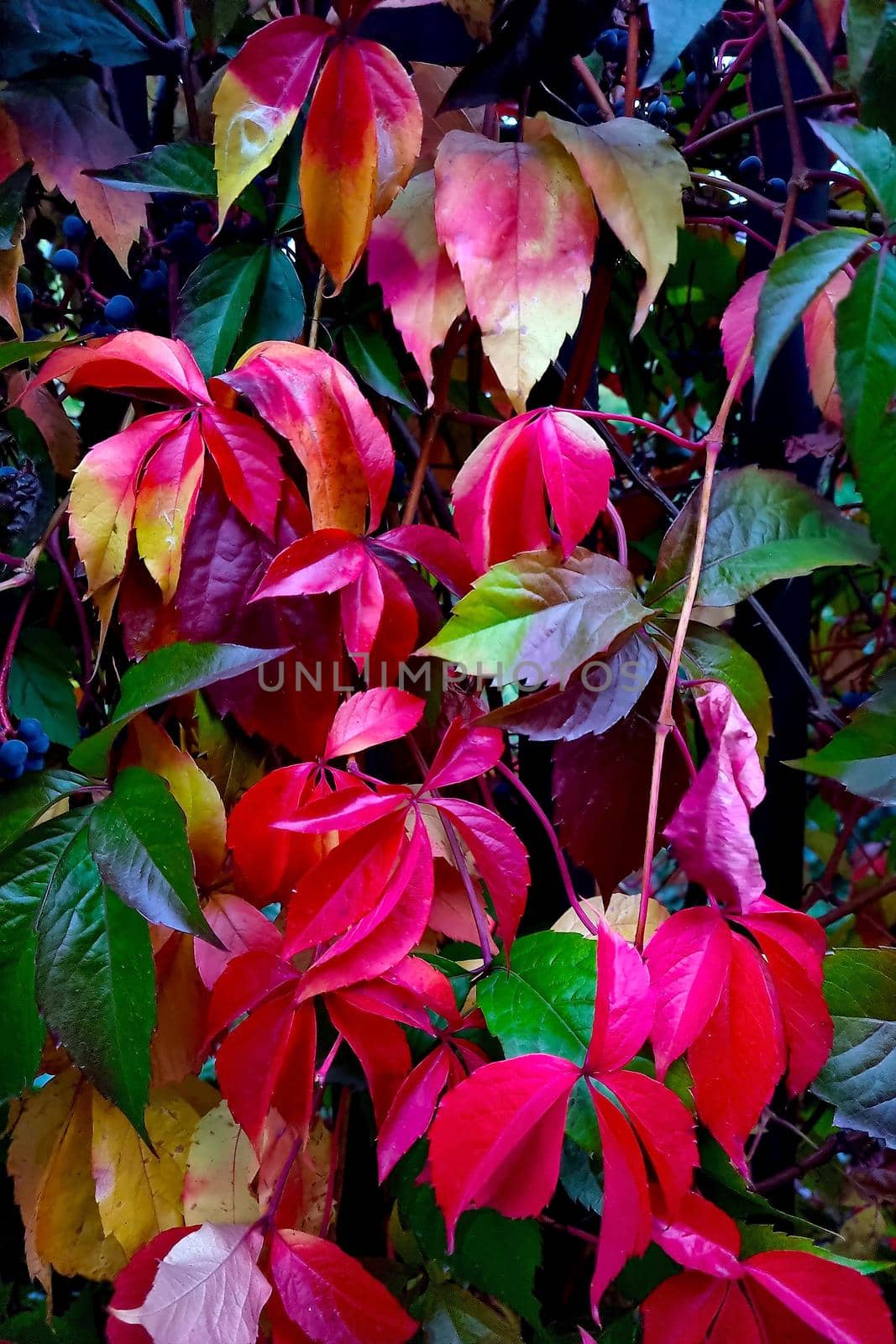 Red green leaves in the park in autumn. Foliage background