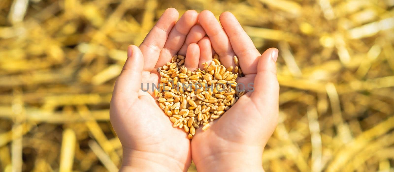 Wheat in palms of child on a background of a wheaten field. Concept of agricultural crops