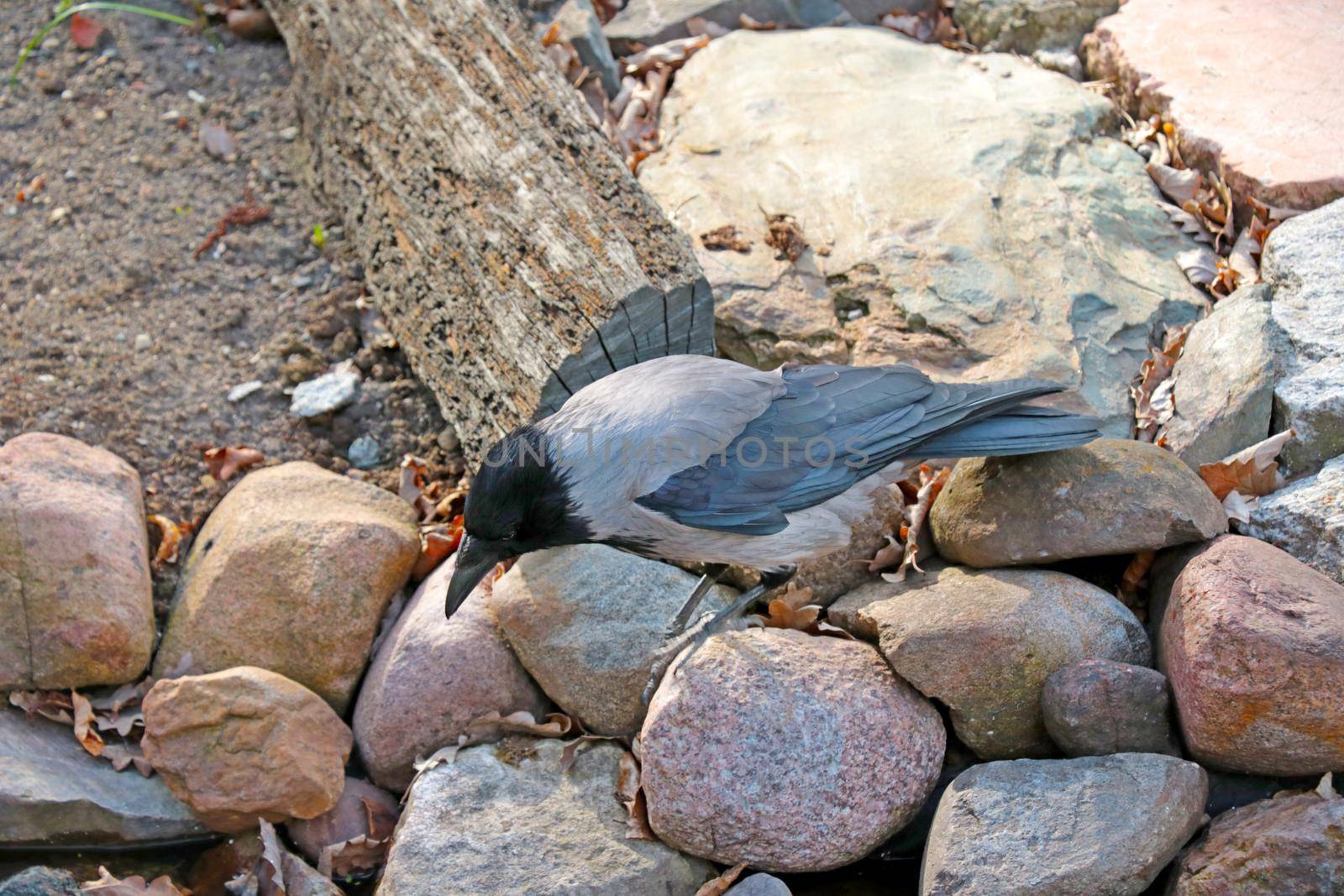 A view of a crow that stands on a rock