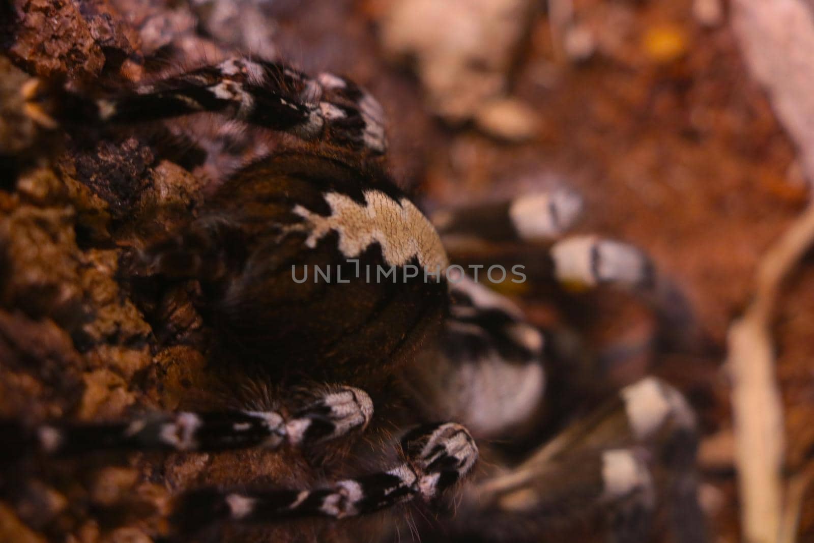 Selective focus, a view of a large venomous spider. by kip02kas