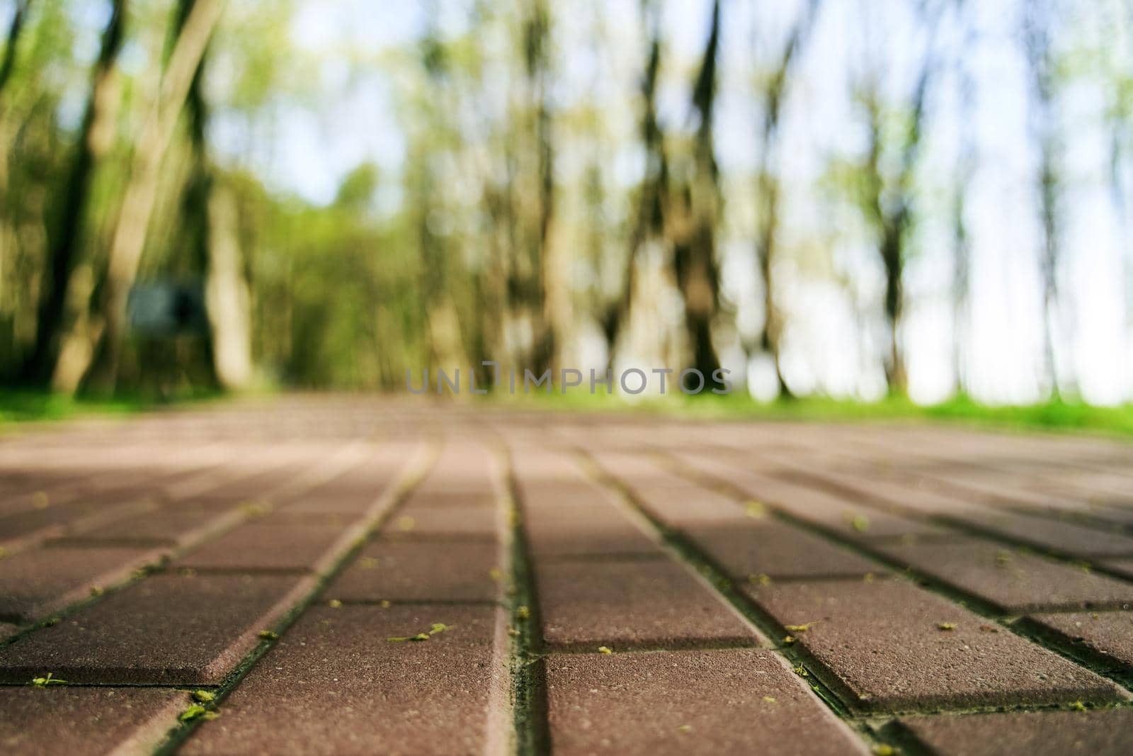 Brick path in the forest. Park in the village of Yantarny in the sunlight. High-quality photo