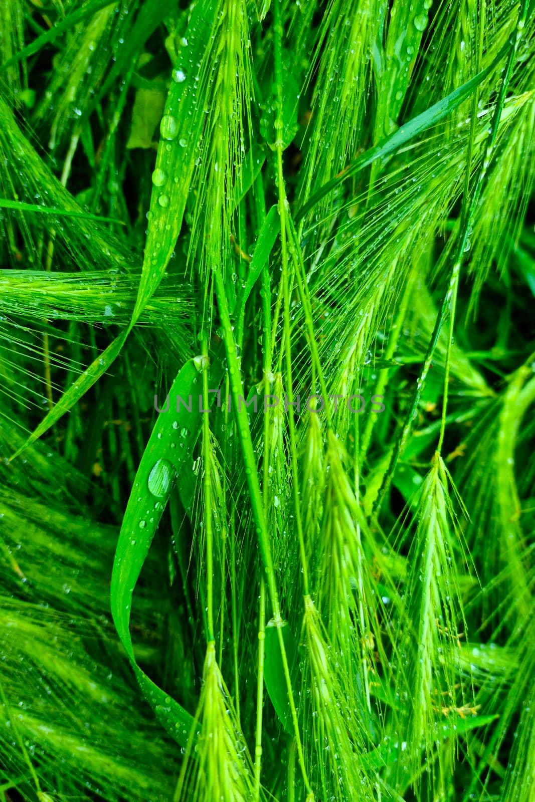 Green ears of wheat or barley with drops after rain
