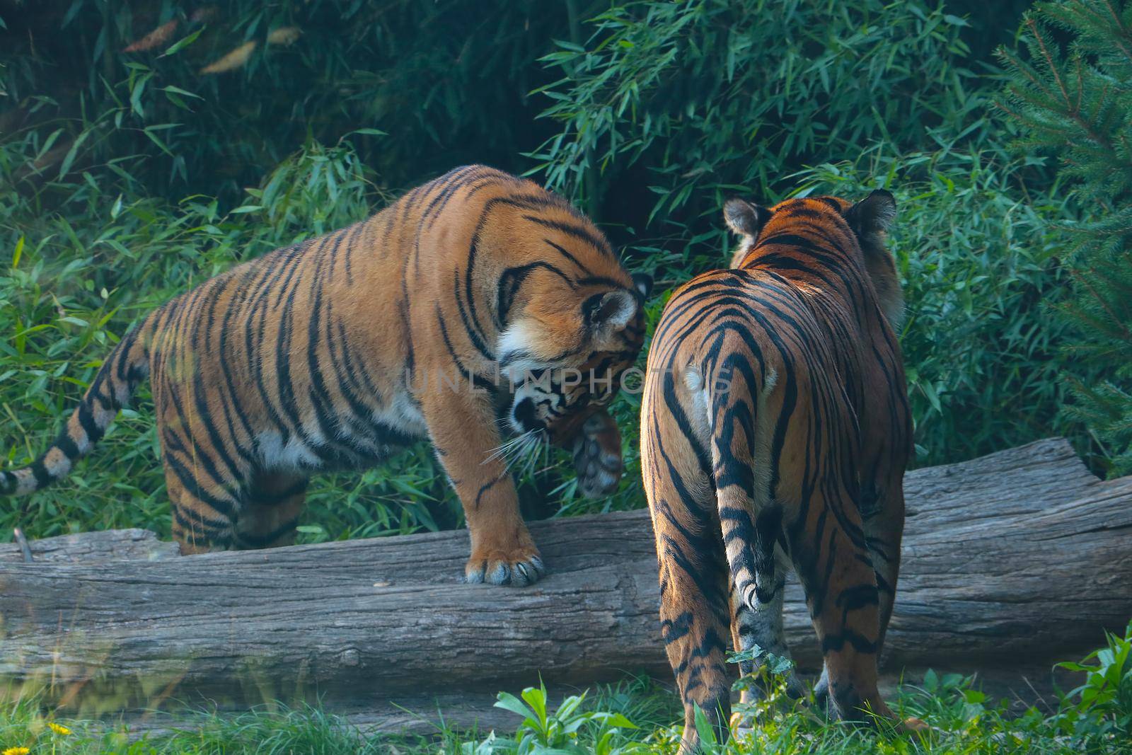 View of two tigers in the wild. A predatory cat