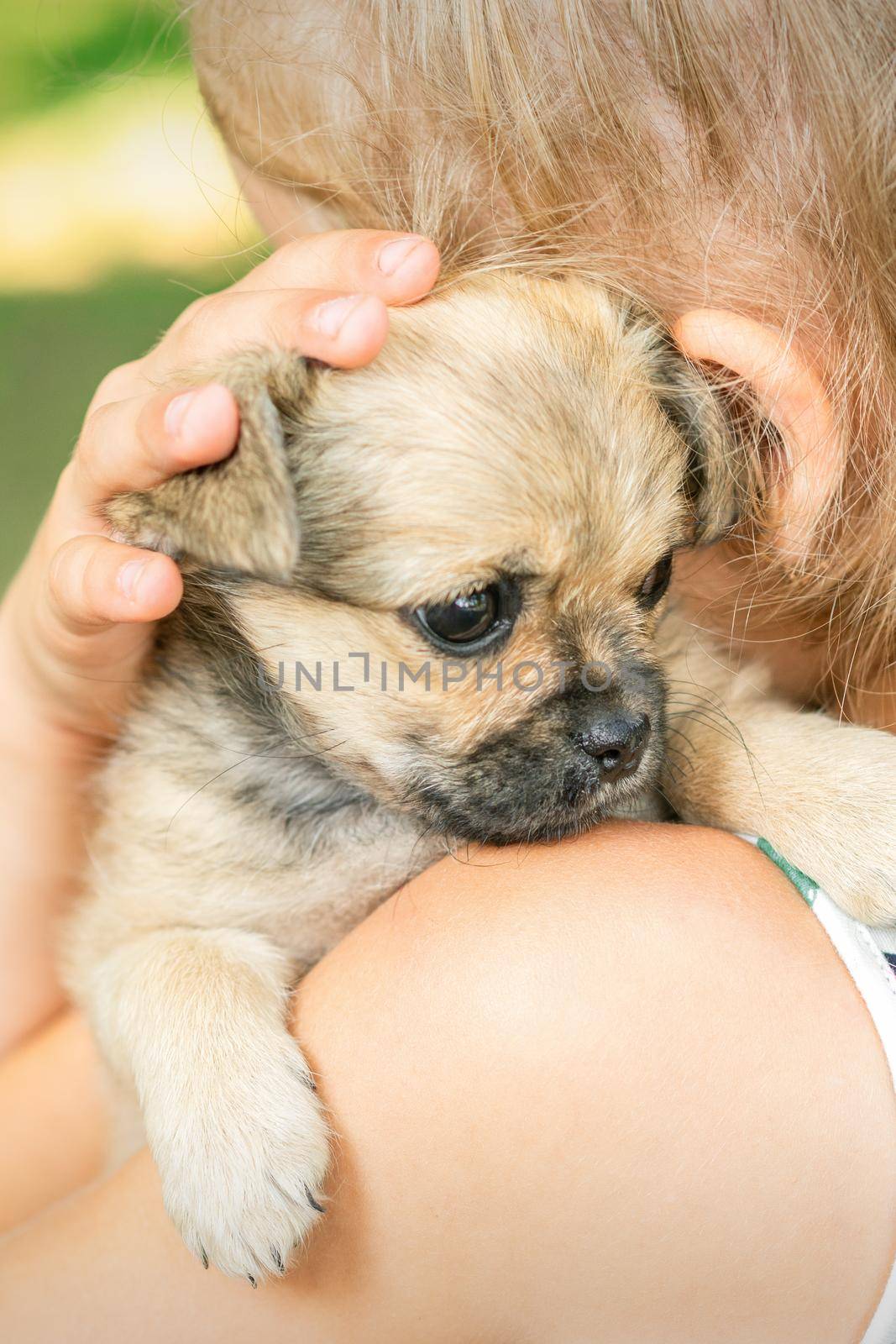 Close up of little purebred sad puppy sitting on shoulder of young girl outdoors