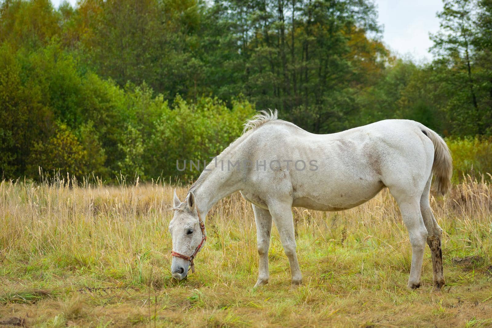 White horse grazing on the meadow in front of the forest, October day